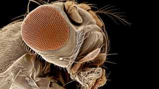 How the Fruit Fly Could Revolutionize Distributed Computing